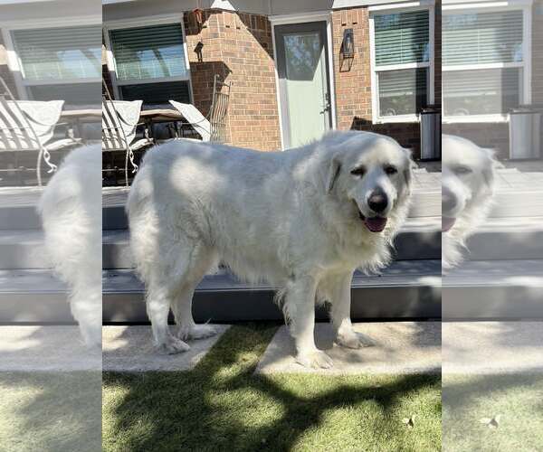 Medium Photo #9 Great Pyrenees Puppy For Sale in Bend, OR, USA