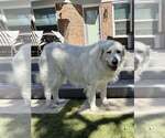 Small #8 Great Pyrenees
