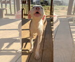 Small Photo #2 American Pit Bull Terrier-Unknown Mix Puppy For Sale in Wetumpka, AL, USA