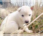 Small Photo #5 Alusky Puppy For Sale in BRADENTON, FL, USA