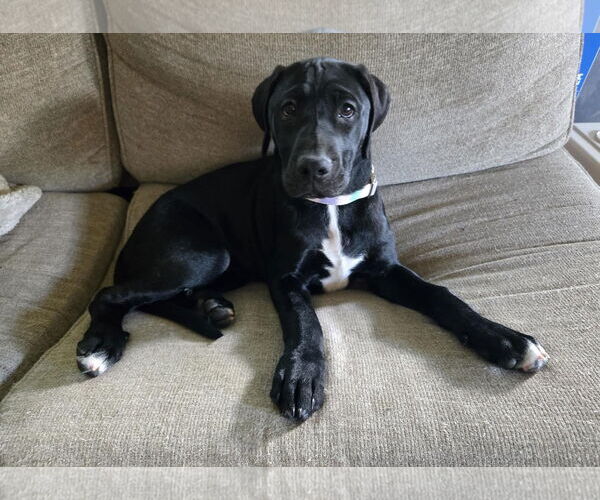 Medium Photo #1 American Bulldog-Coonhound Mix Puppy For Sale in Princeton, MN, USA