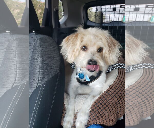 Medium Photo #2 Havanese-Wheaten Terrier Mix Puppy For Sale in Denver , CO, USA
