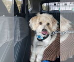 Small #1 Havanese-Wheaten Terrier Mix