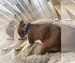 Small #1 American Pit Bull Terrier Mix