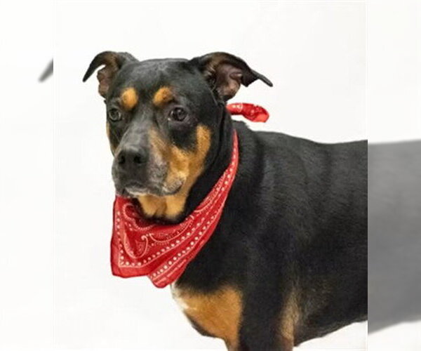 Medium Photo #2 Doberman Pinscher-Unknown Mix Puppy For Sale in Sanford, FL, USA