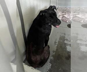 American Pit Bull Terrier-Unknown Mix Dogs for adoption in Sugar Land, TX, USA