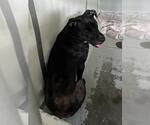 Small American Pit Bull Terrier Mix