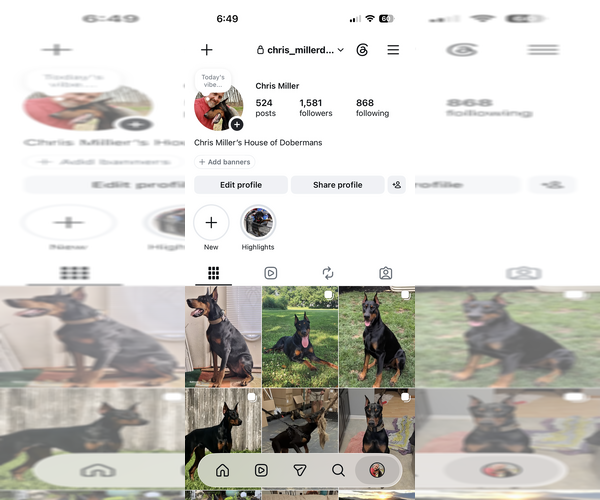 Medium Photo #7 Doberman Pinscher Puppy For Sale in NEWTON, NC, USA
