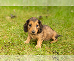 Puppy 3 Dachshund
