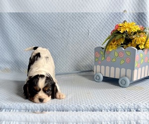 Cavalier King Charles Spaniel Puppy for sale in MOUNT PLEASANT, MI, USA