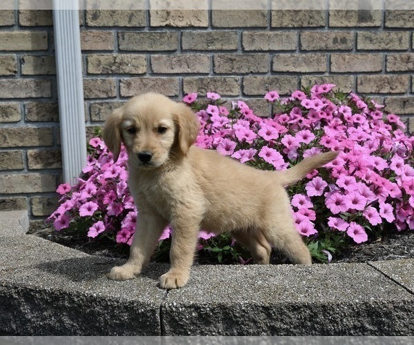 Medium Photo #1 Golden Retriever Puppy For Sale in MILLERSBURG, OH, USA