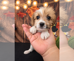 Small Photo #2 ShihPoo Puppy For Sale in MORENO VALLEY, CA, USA
