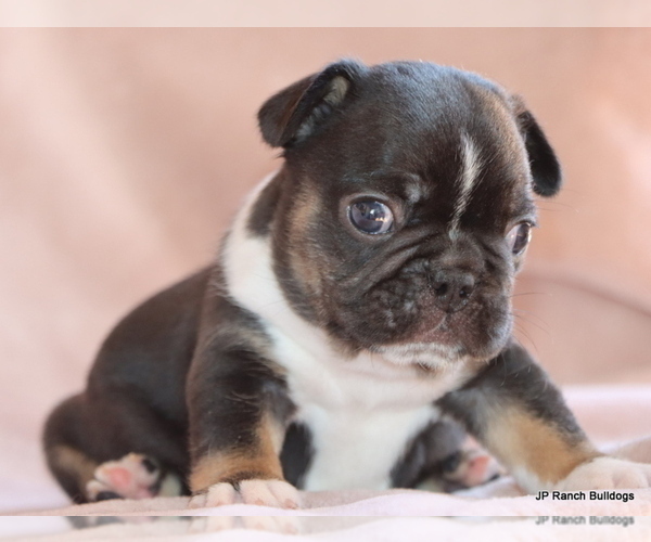 Medium Photo #21 French Bulldog Puppy For Sale in WINNSBORO, TX, USA