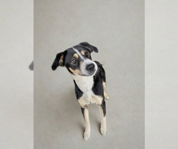 Medium Photo #1 Border Collie-Unknown Mix Puppy For Sale in Las Vegas, NM, USA