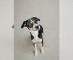 Small Border Collie Mix