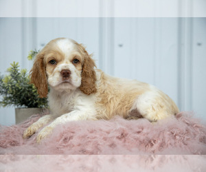 Medium Cocker Spaniel