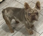 Small Photo #1 French Bulldog Puppy For Sale in GOSHEN, IN, USA