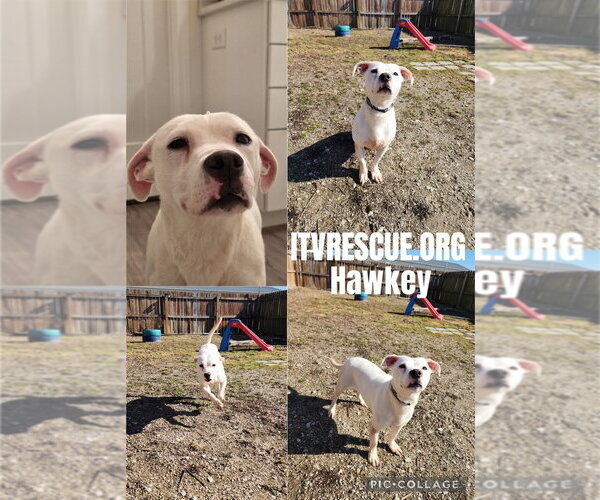 Medium Photo #6 Labrador Retriever-Unknown Mix Puppy For Sale in Evansville, IN, USA