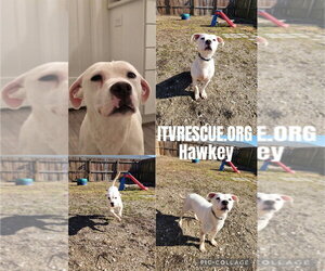 Hawkey - Female Labrador Retriever-Unknown Mix Dog for Adoption - Photo #6