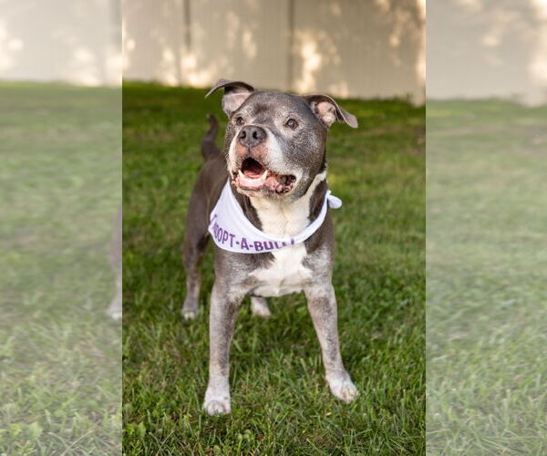 Medium Photo #4 Staffordshire Bull Terrier-Unknown Mix Puppy For Sale in Crete, IL, USA