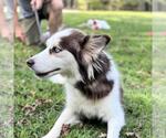 Small #2 Siberian Husky Mix