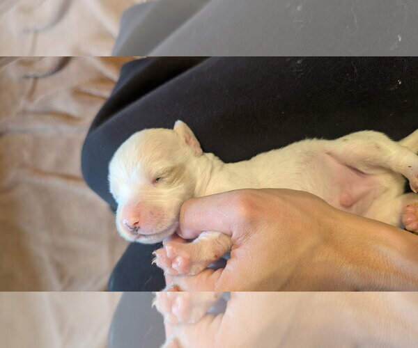Medium Photo #5 Beagle-Colonial Cocker Spaniel Mix Puppy For Sale in Fort Worth, TX, USA