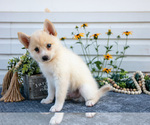 Small #2 Pomsky