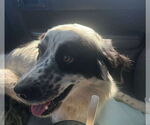 Small #1 Australian Shepherd-Pointer Mix
