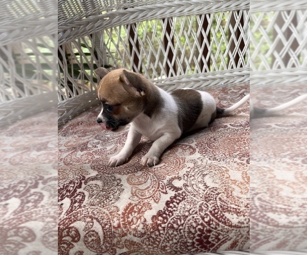 Medium Photo #9 Chihuahua Puppy For Sale in SAINT AUGUSTINE, FL, USA