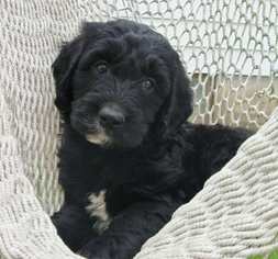 Goldendoodle (Miniature) Puppy for sale in EAU CLAIRE, WI, USA
