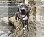 Small #34 American Pit Bull Terrier-Mountain Cur Mix