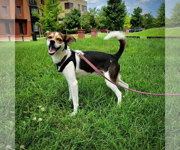 Medium Photo #1 Rat Terrier-Unknown Mix Puppy For Sale in Atlanta, GA, USA