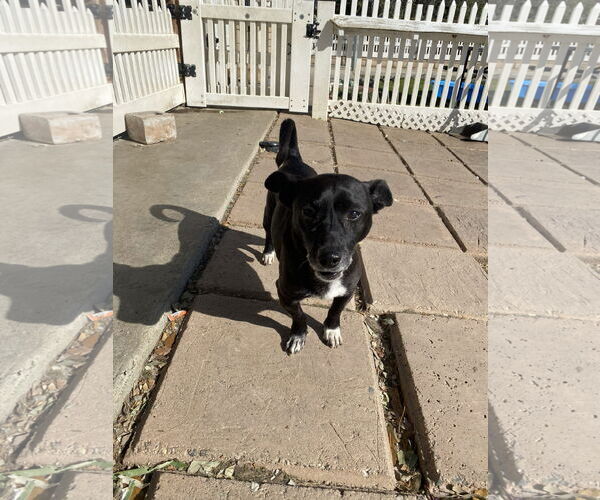 Medium Photo #5 Chiweenie Puppy For Sale in La Verne, CA, USA