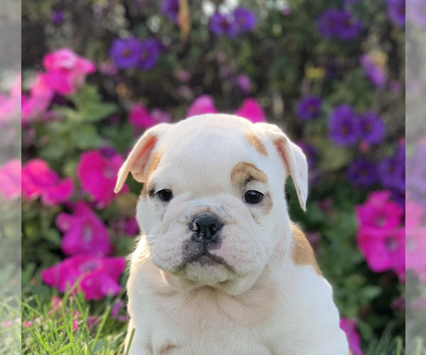 Medium Photo #6 English Bulldog Puppy For Sale in NAPPANEE, IN, USA