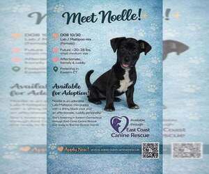 Maltador Dogs for adoption in pomfret, CT, USA