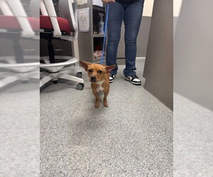 Chihuahua-Unknown Mix Dogs for adoption in Pasadena, TX, USA
