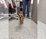 Small Chihuahua Mix