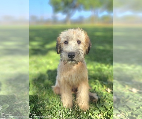 Medium Photo #3 Soft Coated Wheaten Terrier Puppy For Sale in PHELAN, CA, USA