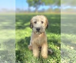 Small #2 Soft Coated Wheaten Terrier