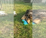 Small Photo #17 Aussiedoodle Miniature -Poodle (Miniature) Mix Puppy For Sale in OTTAWA, OH, USA