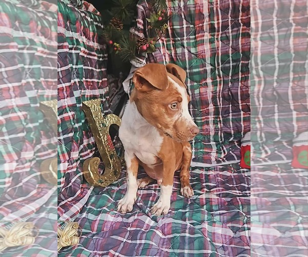 Medium Photo #3 Dachshund-Vizsla Mix Puppy For Sale in Wakefield, RI, USA