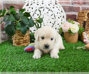 Golden Retriever Puppy for sale in SYRACUSE, IN, USA
