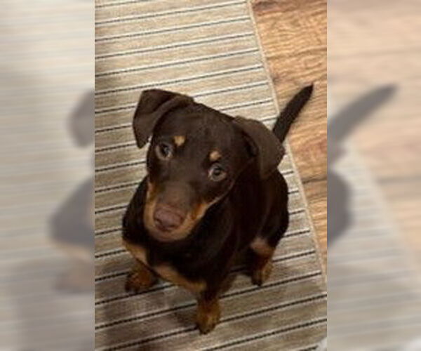 Medium Photo #10 Mutt Puppy For Sale in McKinney, TX, USA