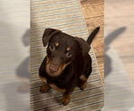 Small #9 Mutt