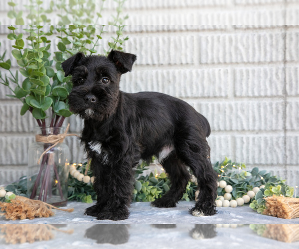 Medium Photo #3 Schnauzer (Miniature) Puppy For Sale in BALTIC, OH, USA