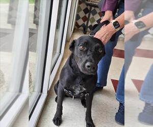 Labrador Retriever-Unknown Mix Dogs for adoption in Plano, TX, USA