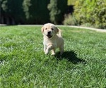 Small Photo #1 Golden Retriever Puppy For Sale in ORANGE, CA, USA