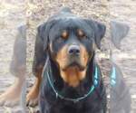 Small Photo #1 Rottweiler Puppy For Sale in NEW LONDON, MO, USA
