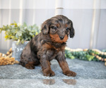 Small #2 Cavapoo