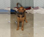 Small #3 Doberman Pinscher-German Shepherd Dog Mix
